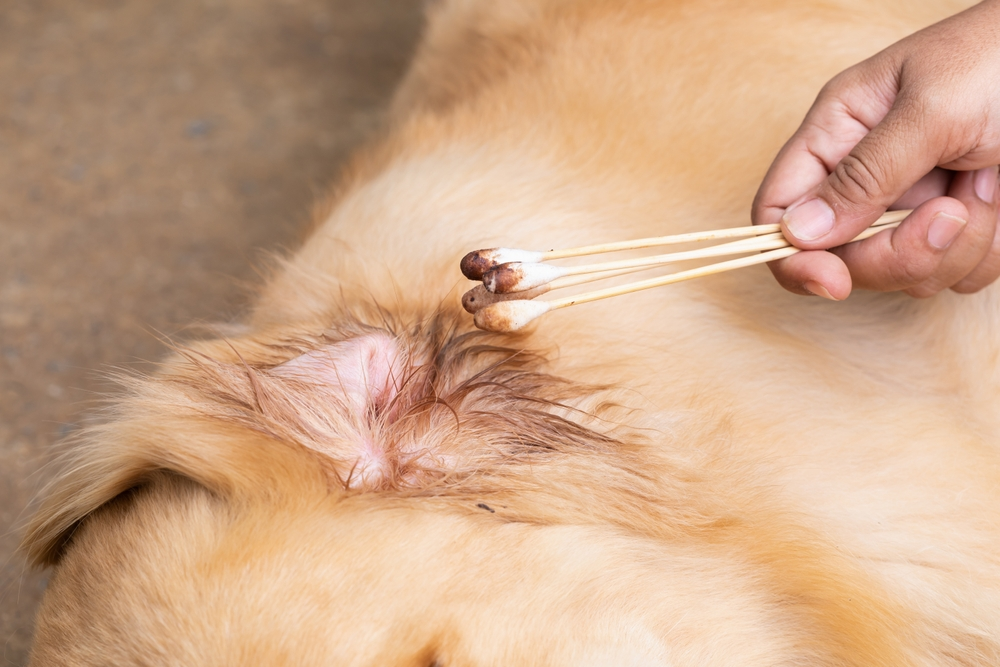 cleaning dog ears to remove dirt