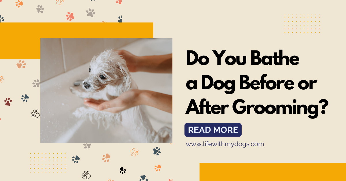 Do You Bathe a Dog Before or After Grooming? Life With My Dogs