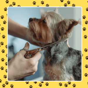 sanitary trims for dogs