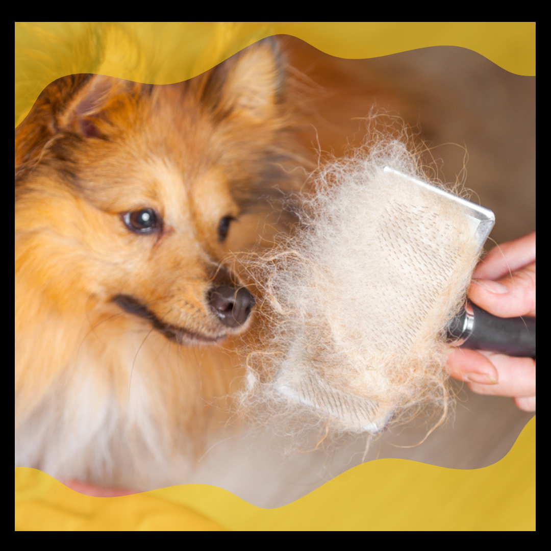 reducing dog hair shedding, Remove Dog Hair from Clothes