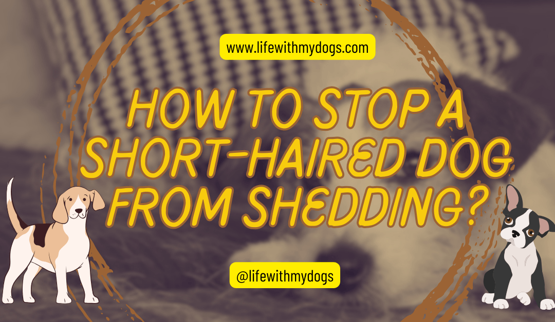 How to Stop a Short-Haired Dog From Shedding?