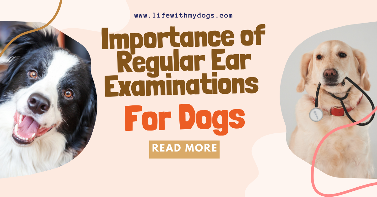 Importance of Regular Ear Examinations for Dogs