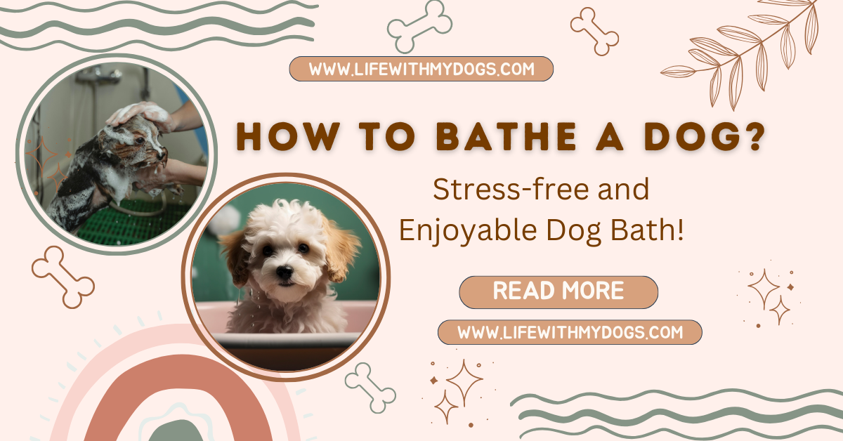 How to Bathe a Dog?  Stress-free and Enjoyable Dog Bath