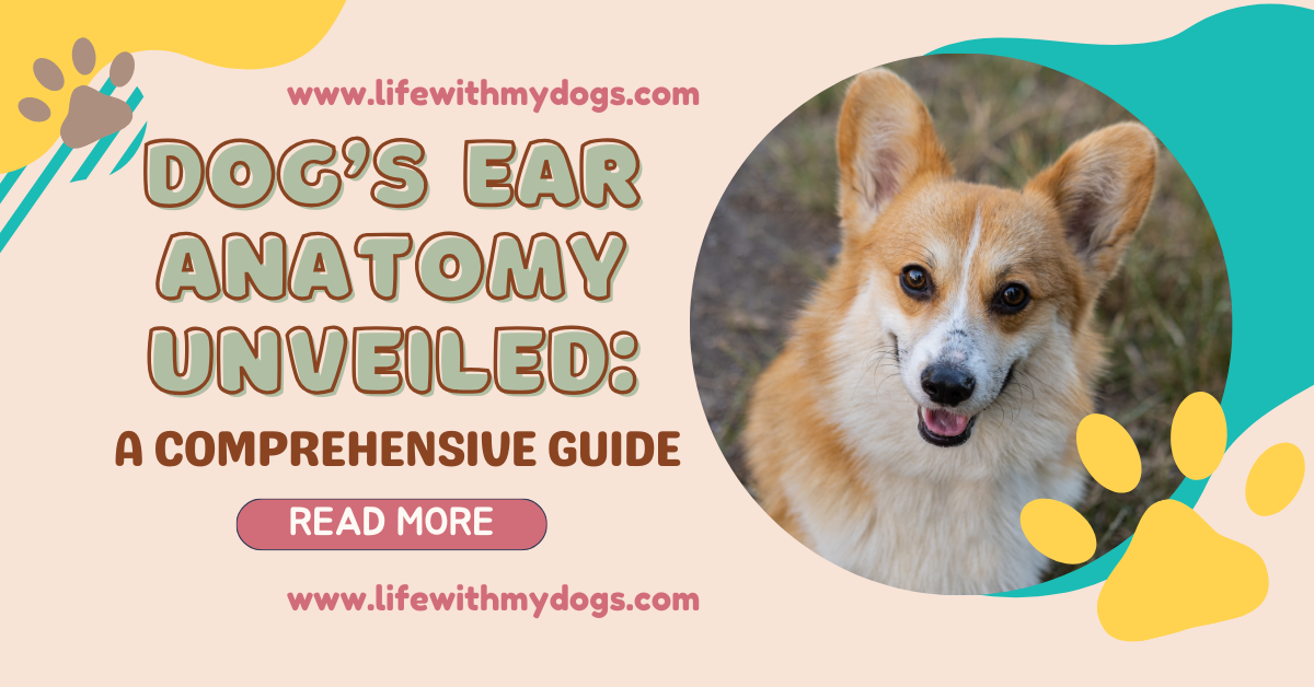 Dog’s Ear Anatomy Unveiled: A Comprehensive Guide