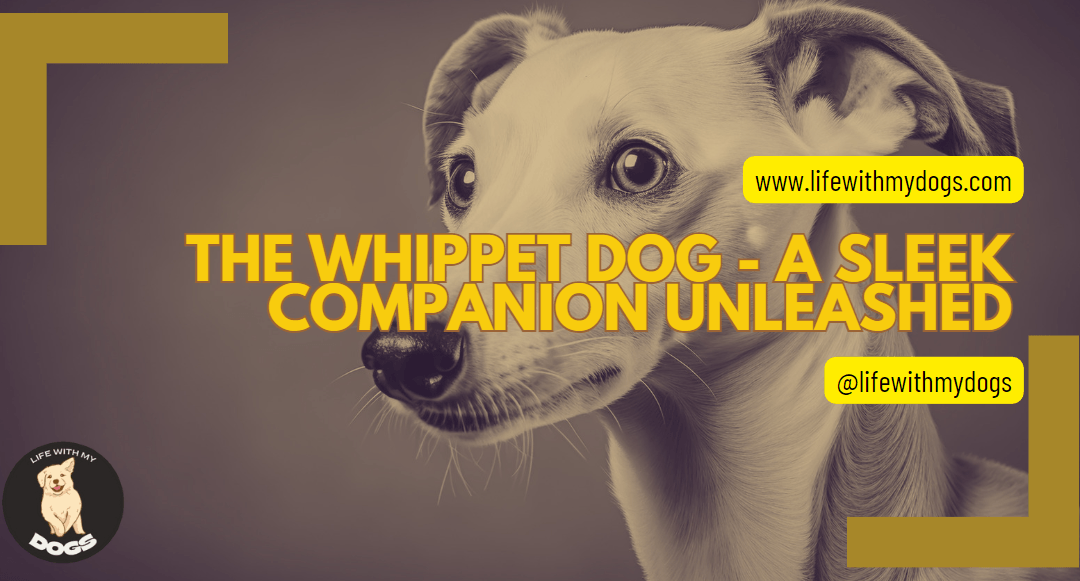 The Whippet Dog – A Sleek Companion Unleashed