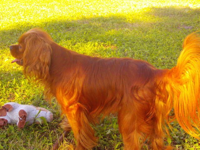 Duke- Ruby Cavalier King Charles Spaniel, beautifully groomed