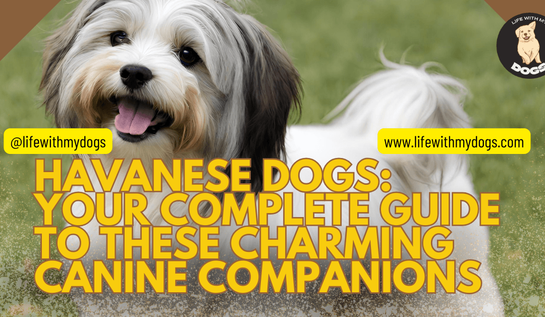 Havanese Dogs: Your Complete Guide to These Charming Canine Companions