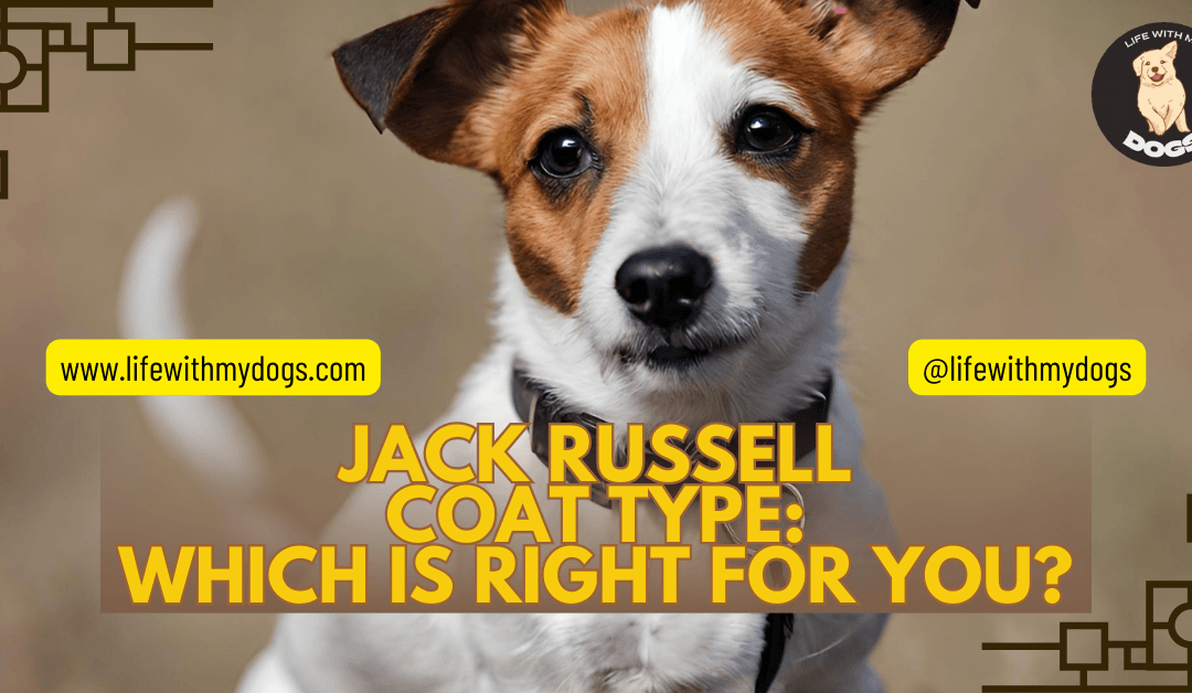 Jack Russell Coat Type: Which is Right for You?