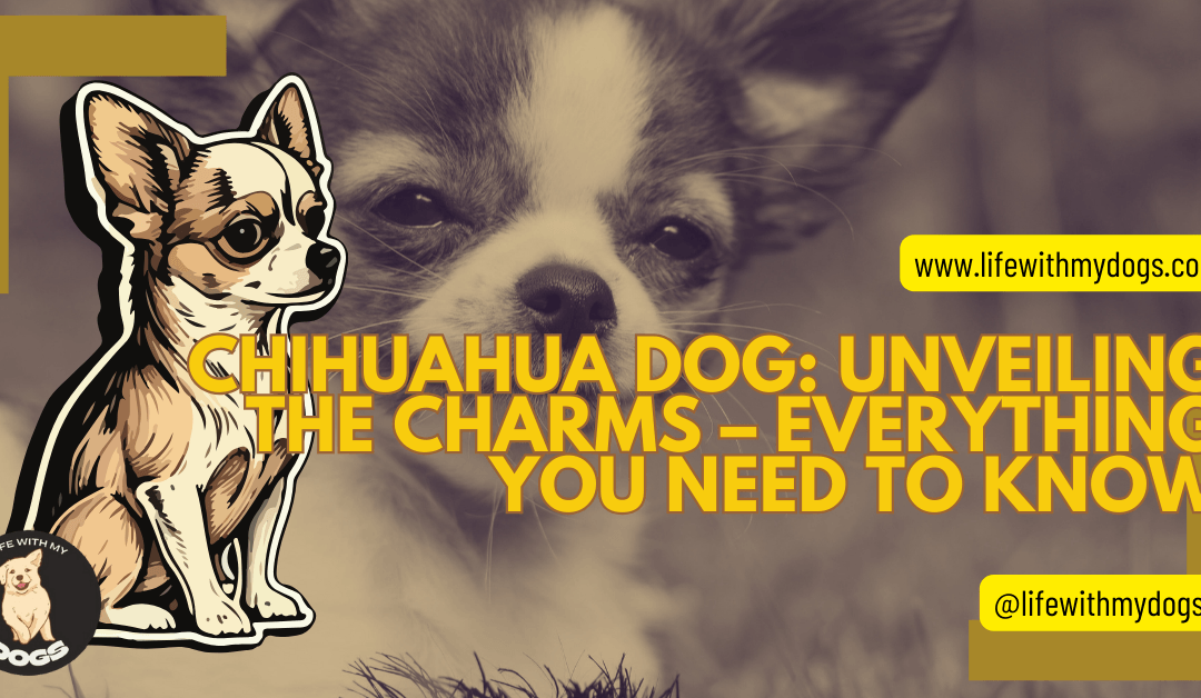 Chihuahua Dog: Unveiling the Charms – Everything You Need to Know