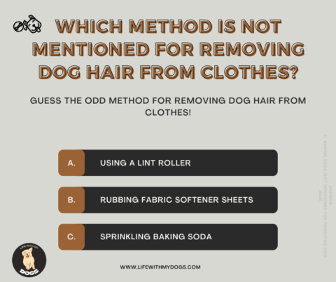 Image showcasing Remove Dog Hair from Clothes: Quick Tips - Life With My Dogs