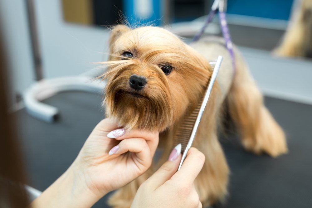 mistakes to avoid grooming your dog