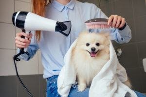 mistakes to avoid grooming your dog