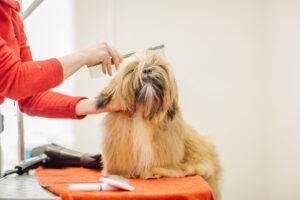 mistakes to avoid grooming your dog