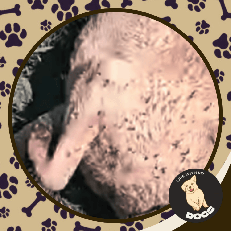 How Do I Get Sticker Burrs out of My Dog's Coat? Life With My Dogs