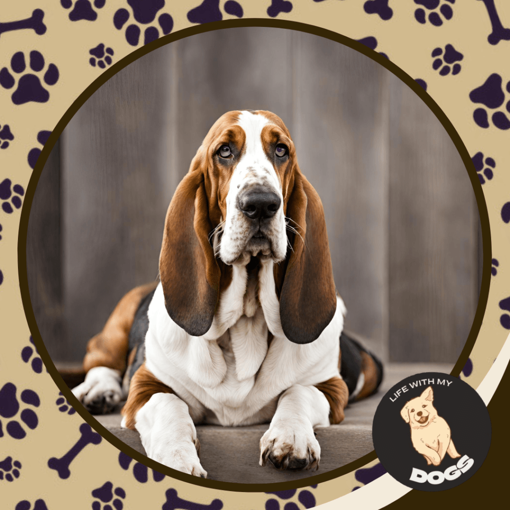 Facts About Basset Hounds