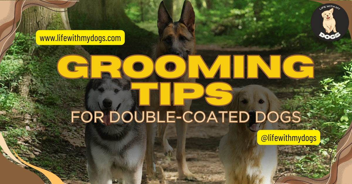 Should You Shave Your Dog in the Summer? - American Kennel Club