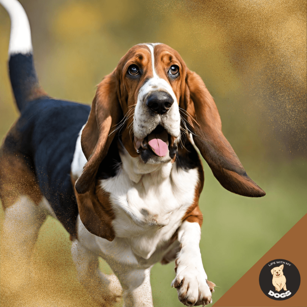 Facts About Basset Hounds