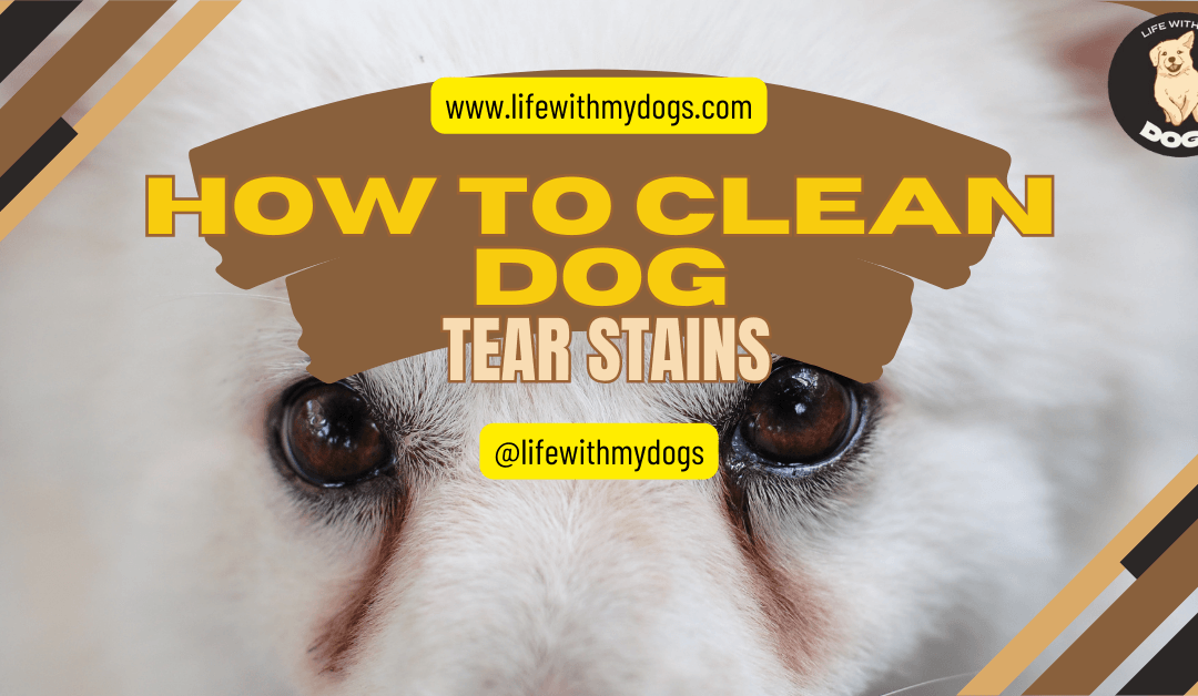How to Clean Dog Tear Stains