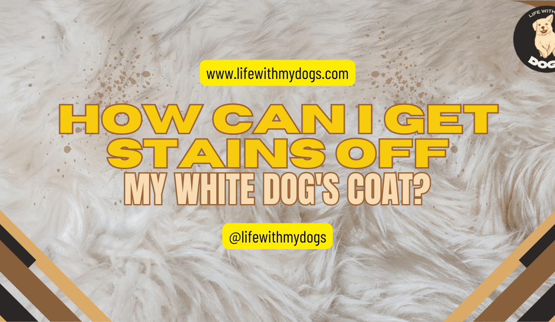 How Can I Get Stains Off My White Dog’s Coat?