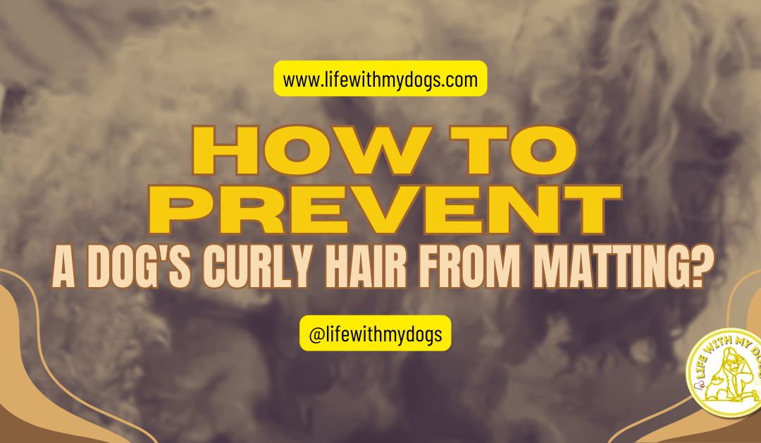 How to Prevent a Dog’s Curly Hair From Matting?