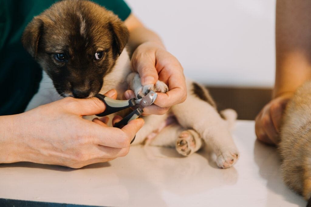 Grooming Tips for Puppies