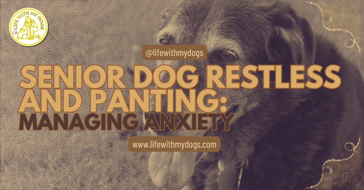 Fresh Look at Senior Dog Restless And Panting Managing Anxiety
