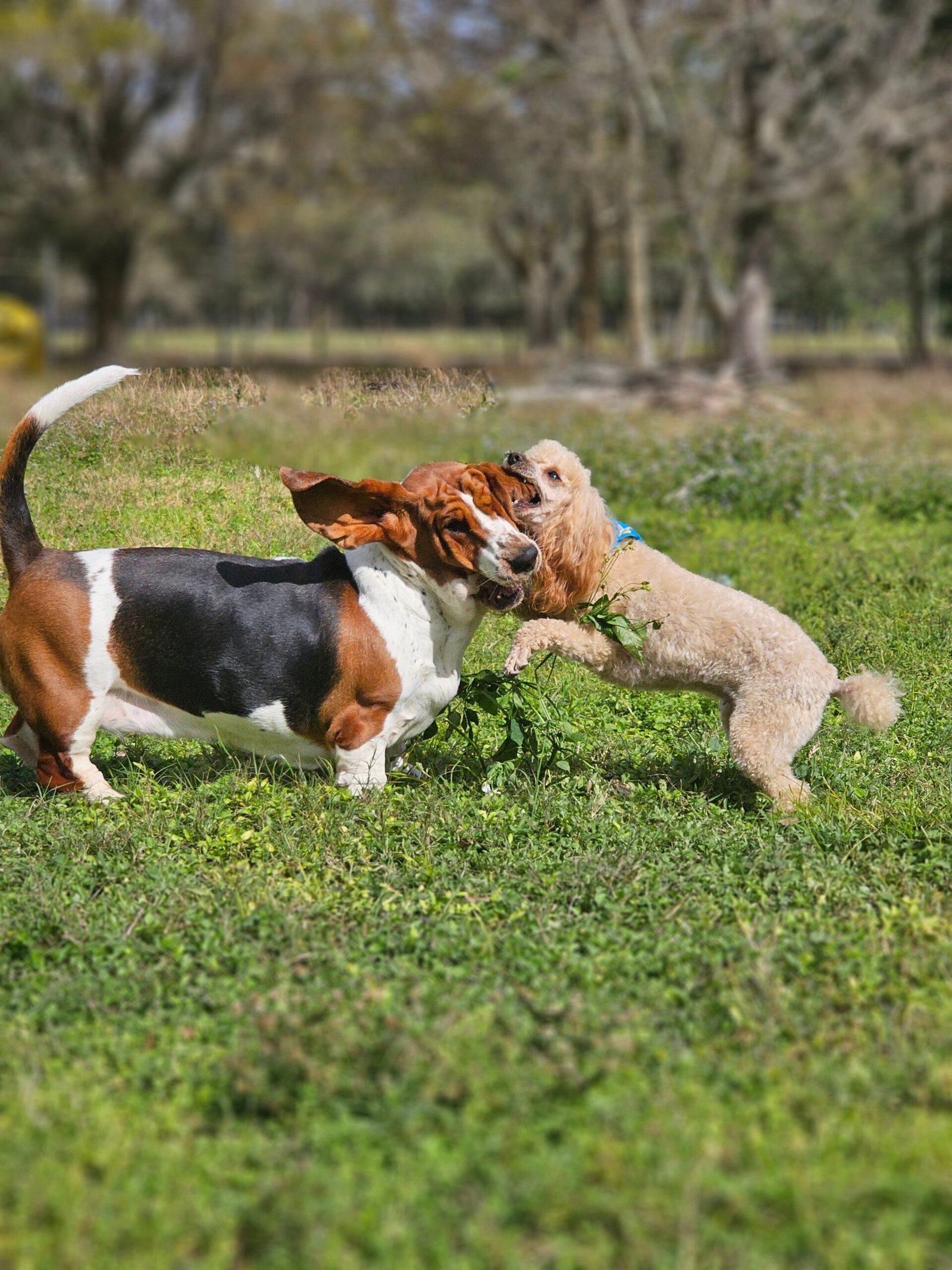 Cute Basset Hound dogs playing.
