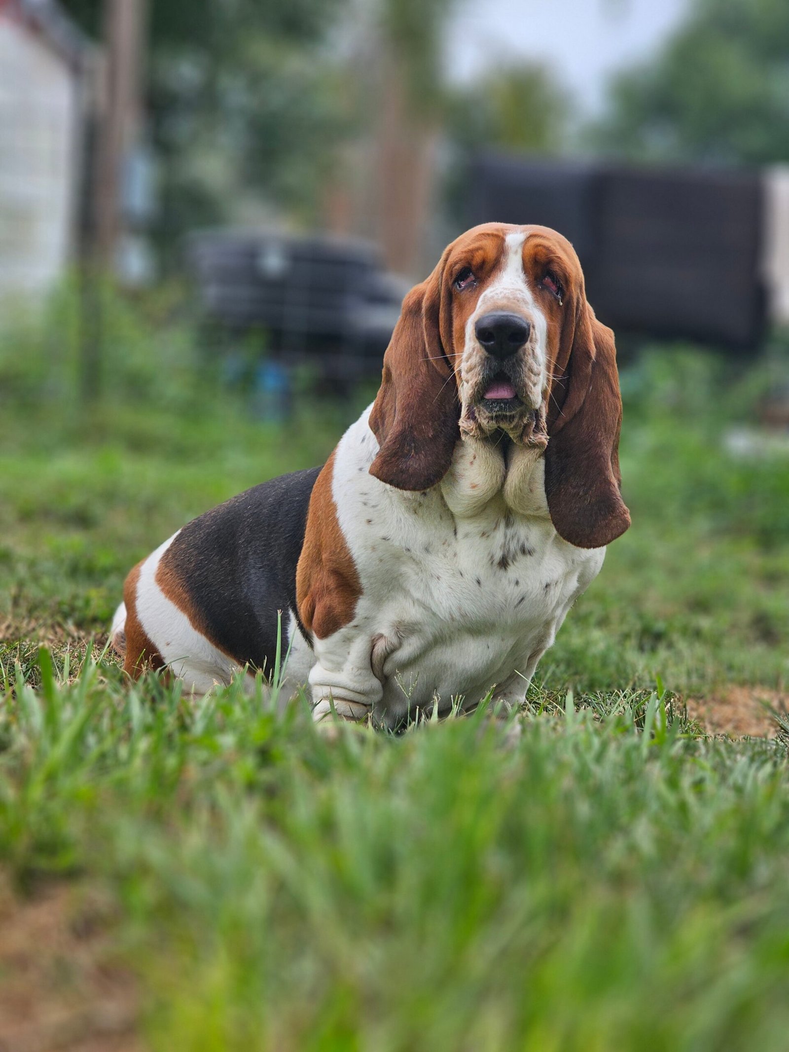 Long ears, big hearts, and endless charm—meet our lovable Basset Hound!