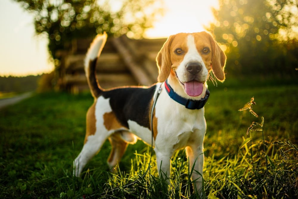 Endearing droopy ears and a heart of gold—meet the irresistible Basset Hound!