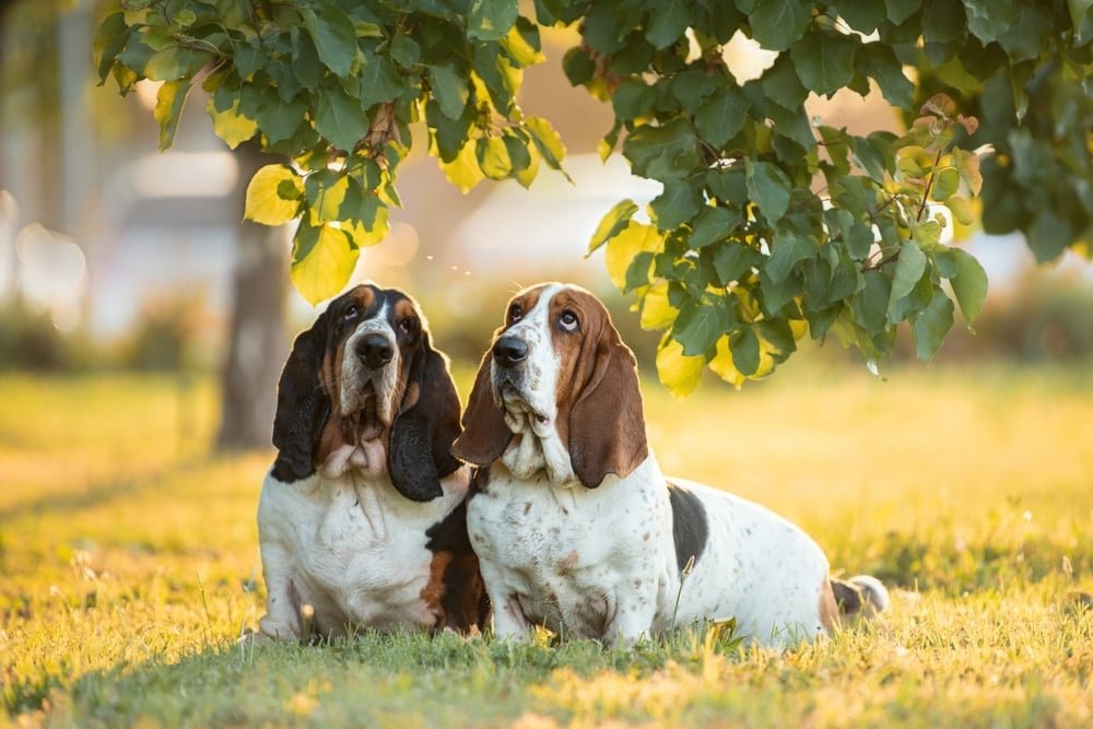 Big ears, soulful eyes, and a heart full of love—Basset Hounds.