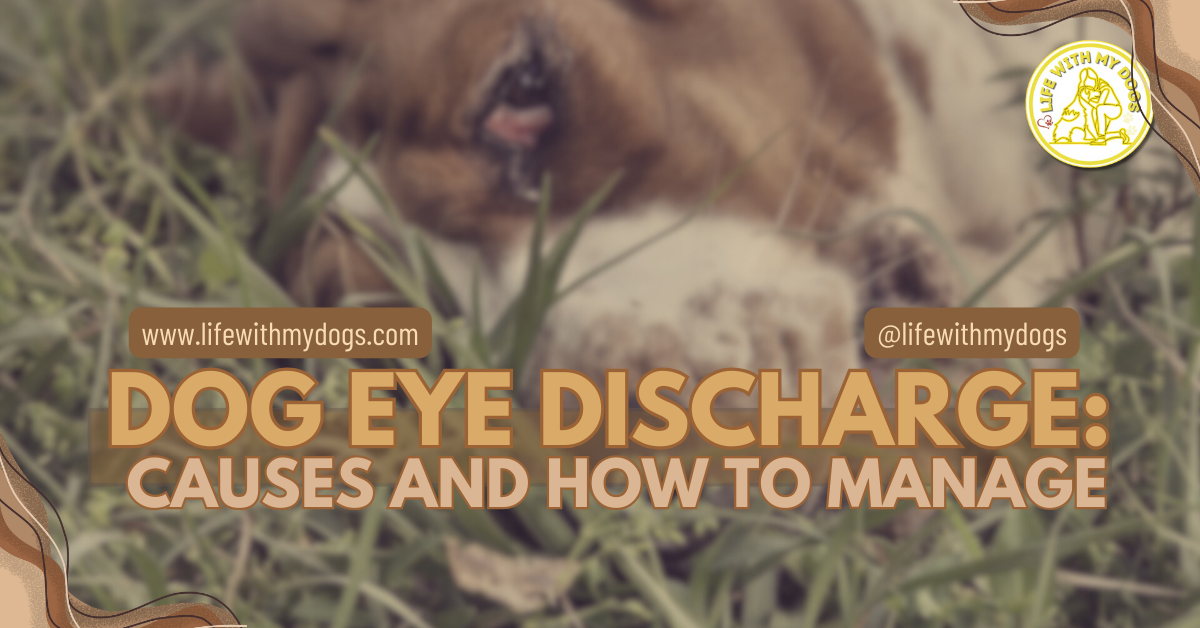 Dog Eye Discharge: Causes and How to Manage - Life With My Dogs
