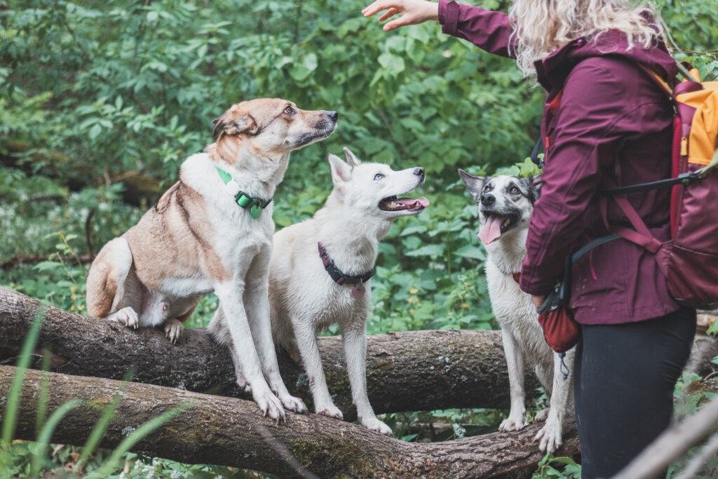 Exercise for Multi-Dog Households