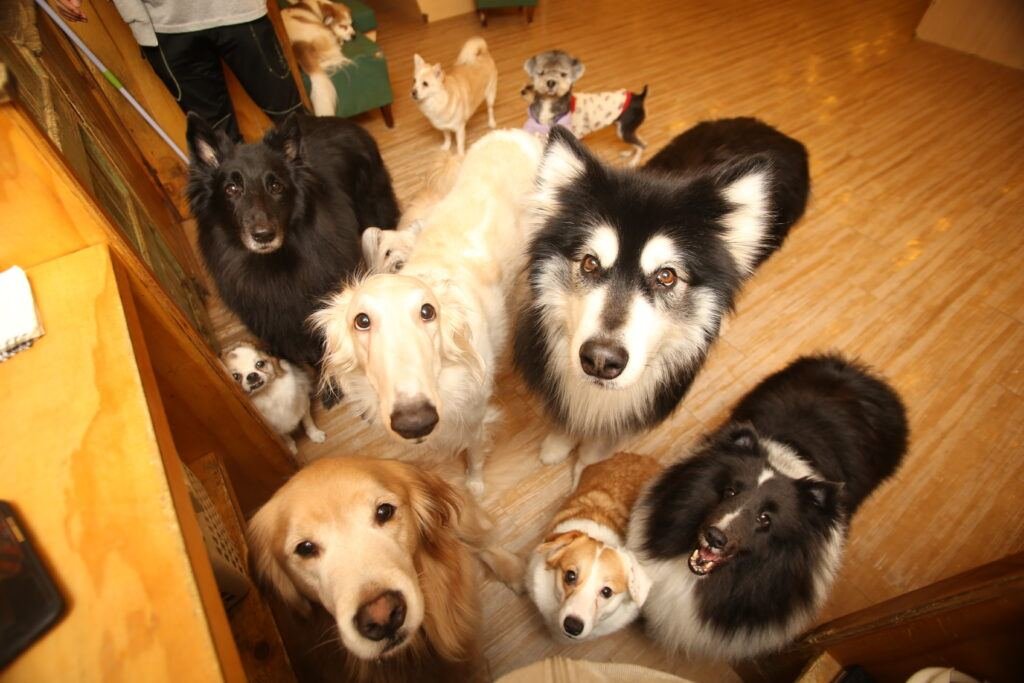 Exercise for Multi-Dog Households