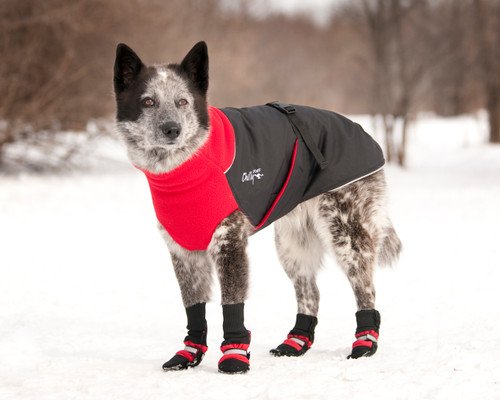 Types of Winter Dog Coats