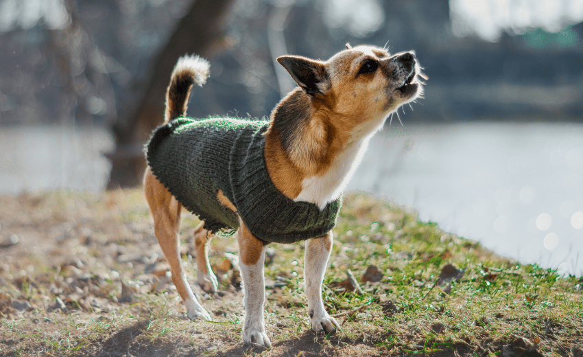 Top Small Dog Breeds Prone to Reactivity