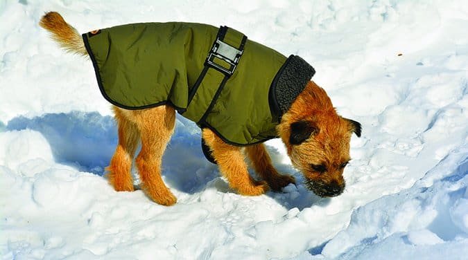 Understanding Winter Dog Coats