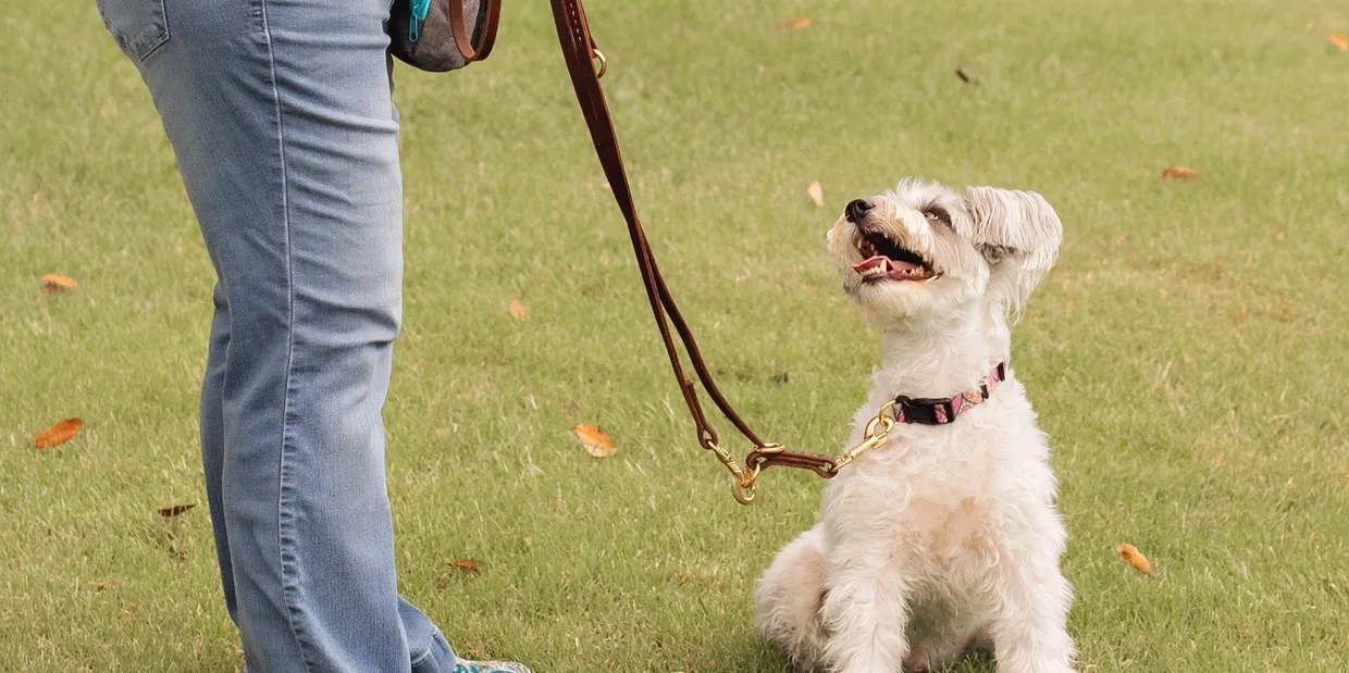 Understanding Dog Reactivity