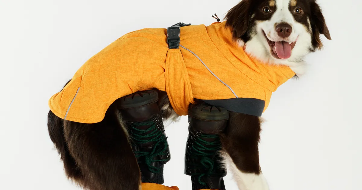 Styles of Winter Dog Coats
