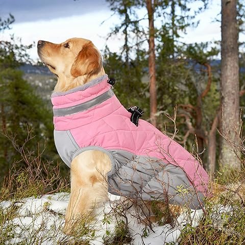 The Practicality of Winter Coats for Dogs