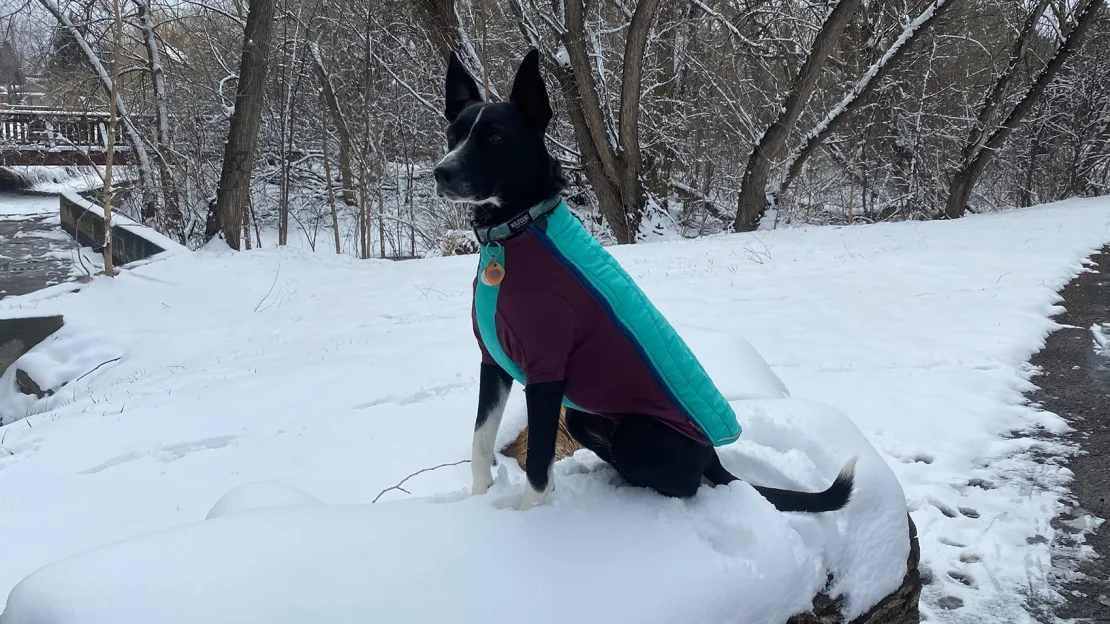 Winter Dog Coat Types