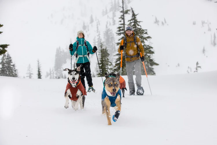 Top Picks for Winter Dog Coats