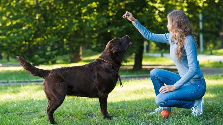 Building a Strong Owner-Dog Relationship