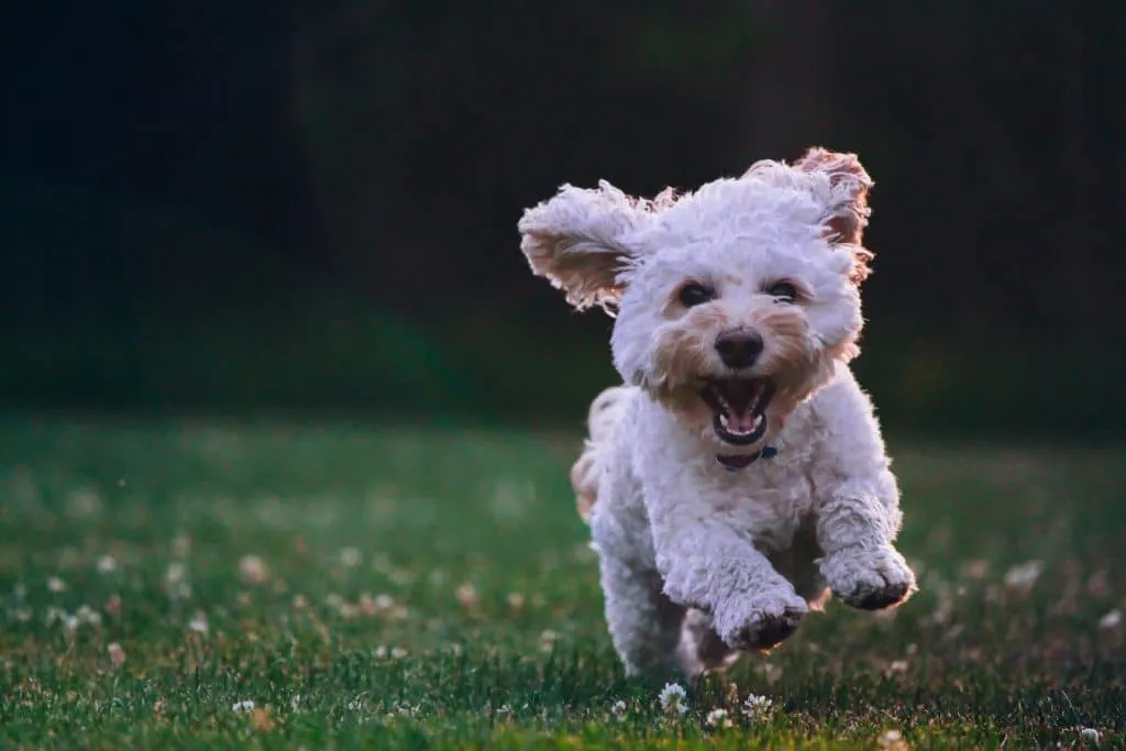 Managing Reactivity in Small Dogs