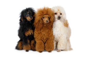 fun facts about poodles