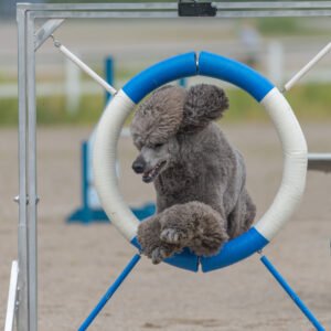 fun facts about poodles