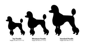 poodle sizes