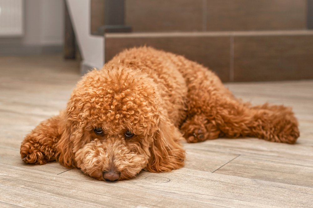 Separation Anxiety in Dogs: Helping Your Furry Friend Feel Safe When Home Alone